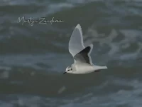 Dwergmeeuw [Hydrocoloeus minutus]